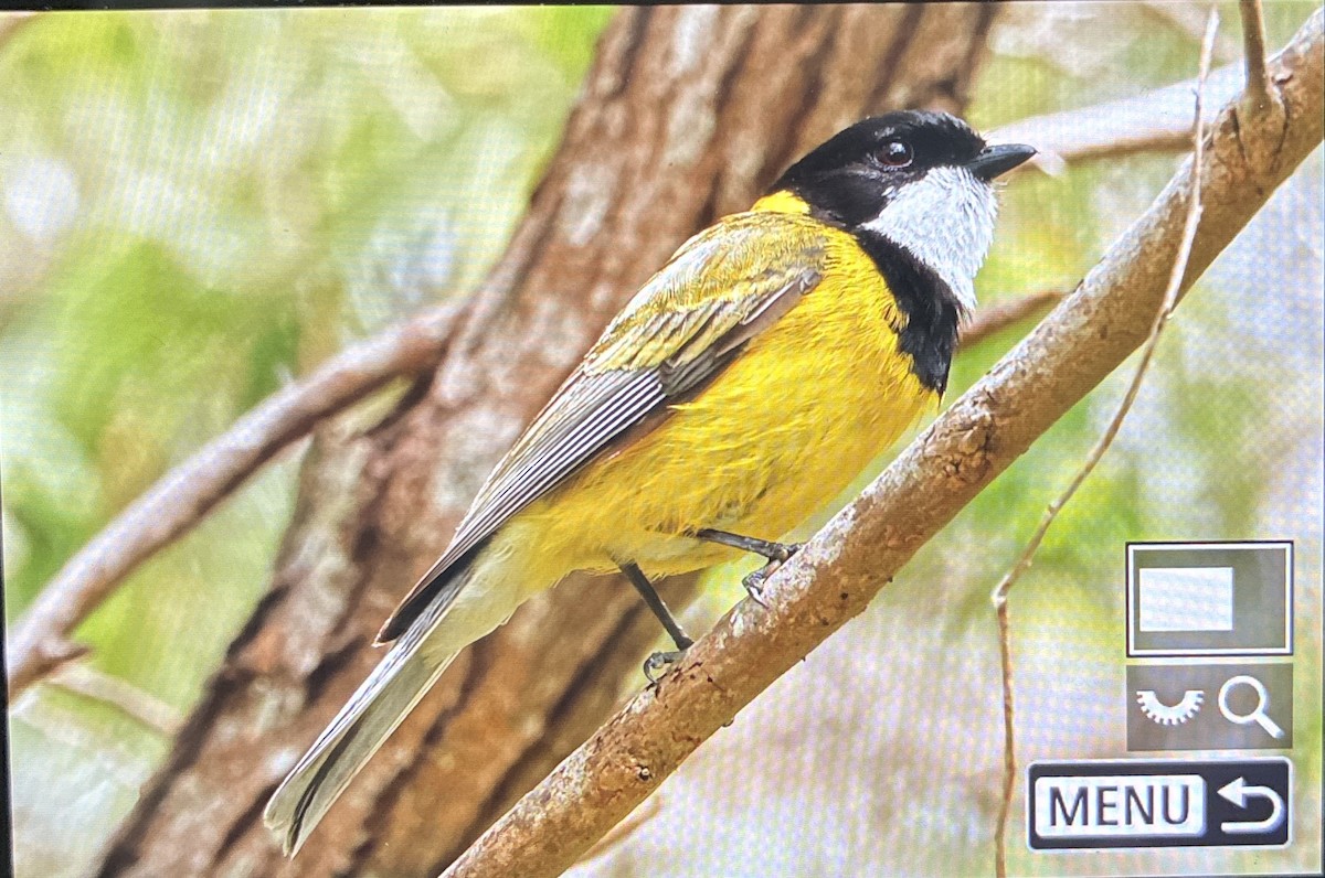 Golden Whistler - ML645701453