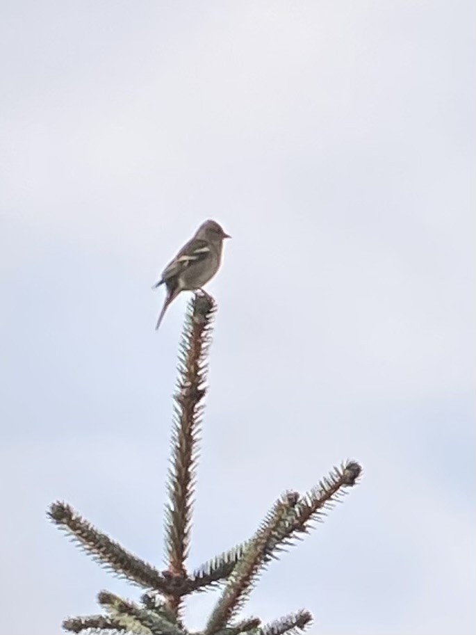 Common Chaffinch - ML645701455