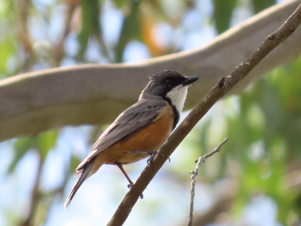 アカハラモズヒタキ - ML645701456