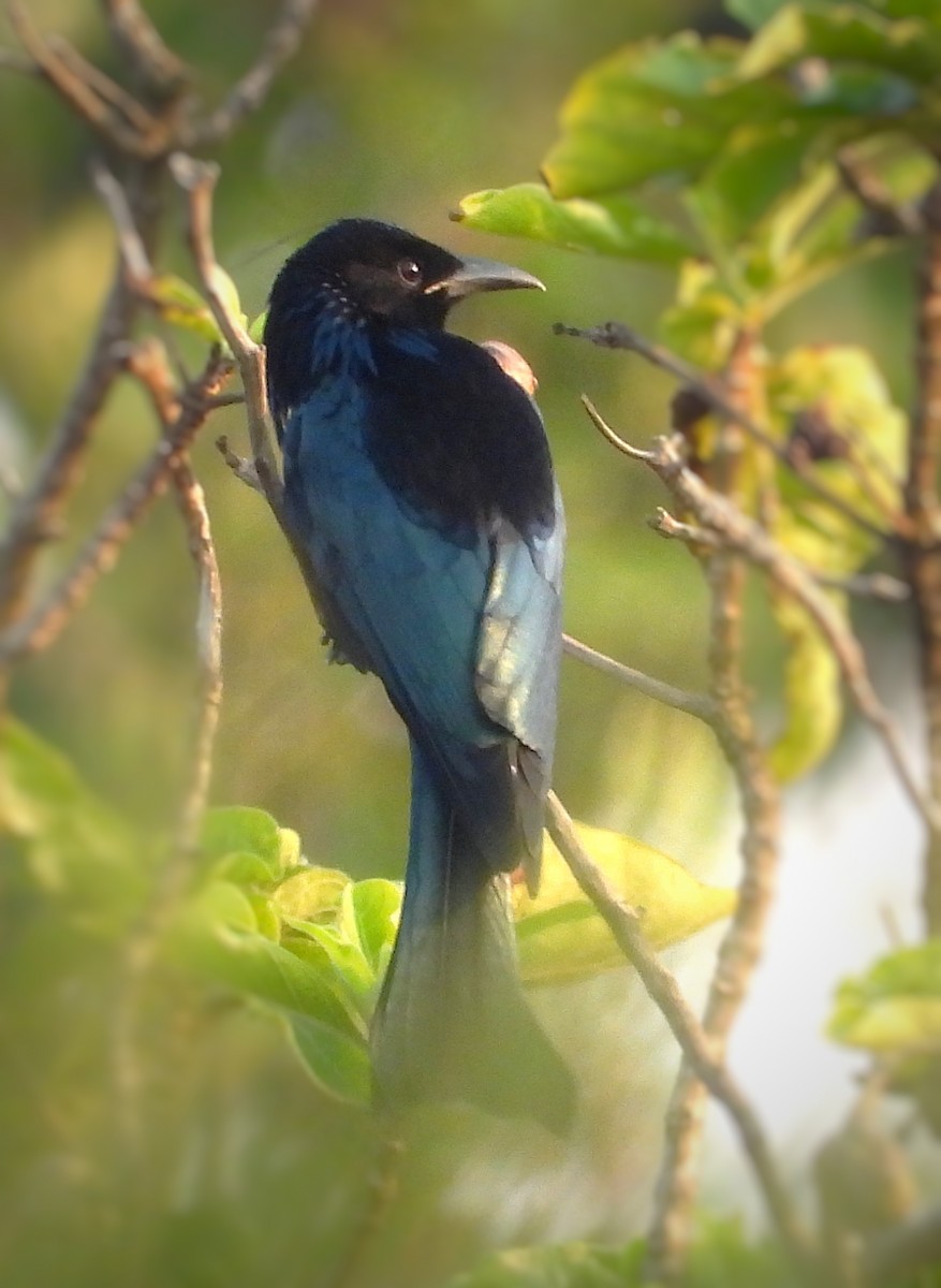 カンムリオウチュウ - ML645701457