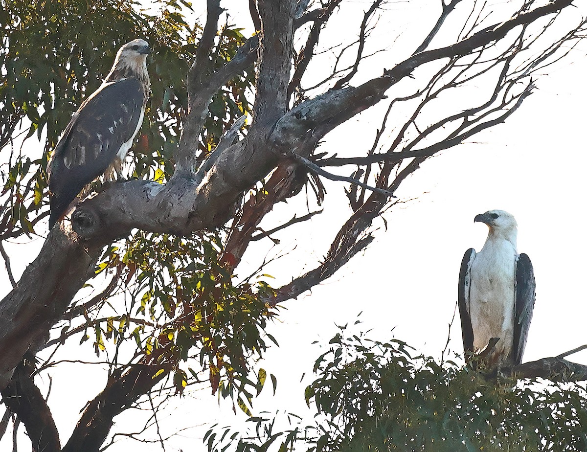 シロハラウミワシ - ML645701458