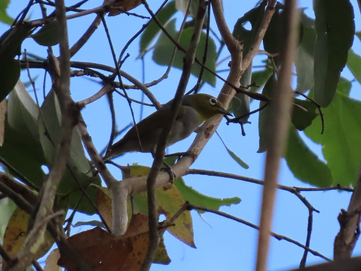 ハイムネメジロ - ML645701459