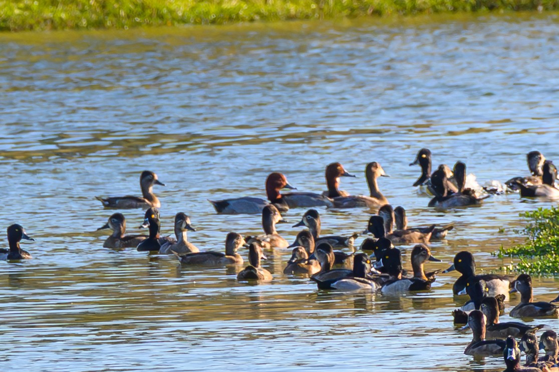 クビワキンクロ - ML645701461