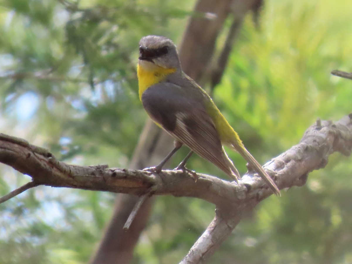 ヒガシキバラヒタキ - ML645701464