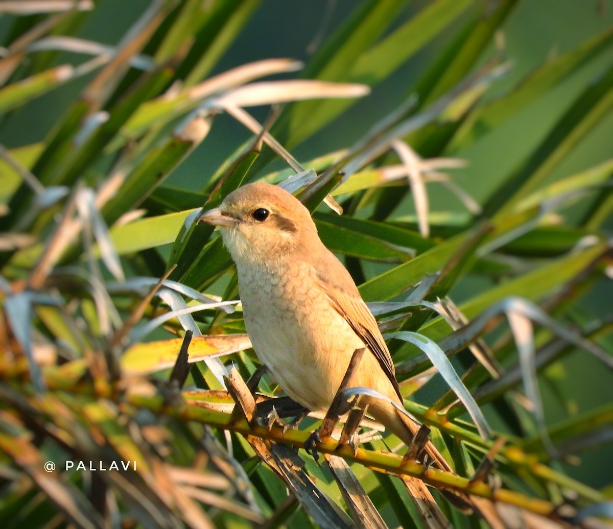 モウコアカモズ - ML645701466