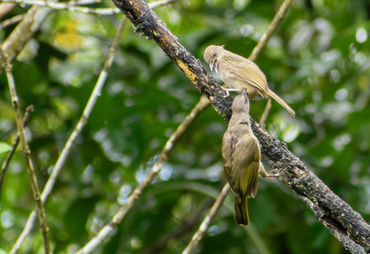 アカメヒヨドリ - ML645701467