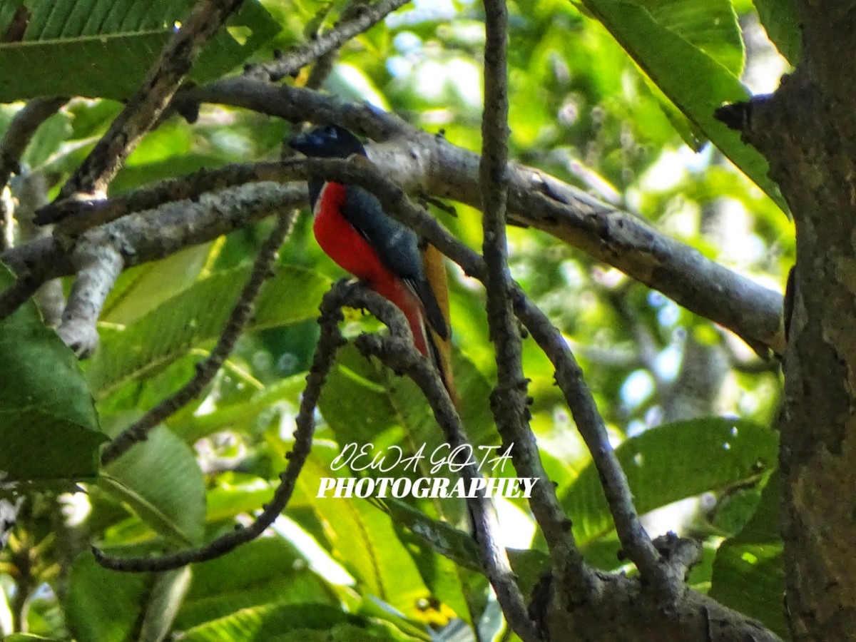 Malabar Trogon - ML645701468