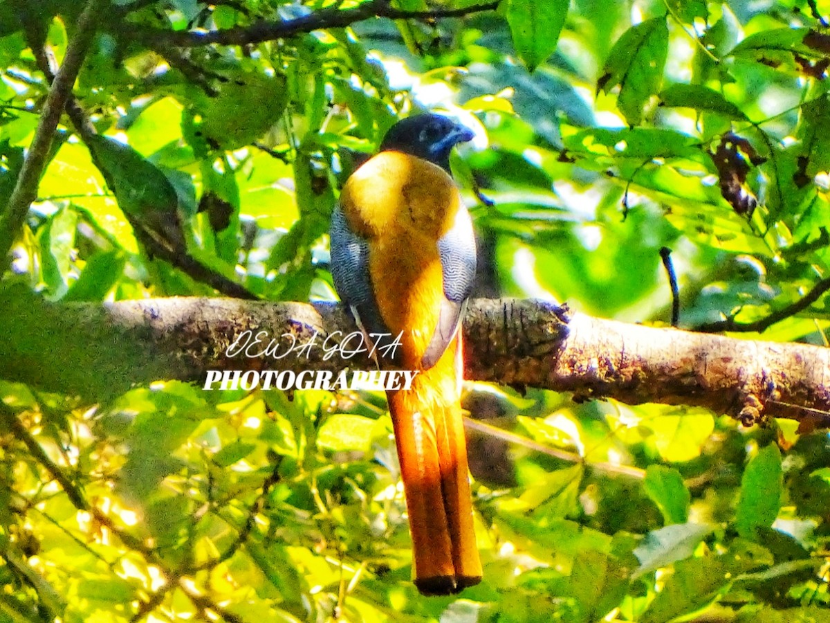 Malabar Trogon - ML645701469