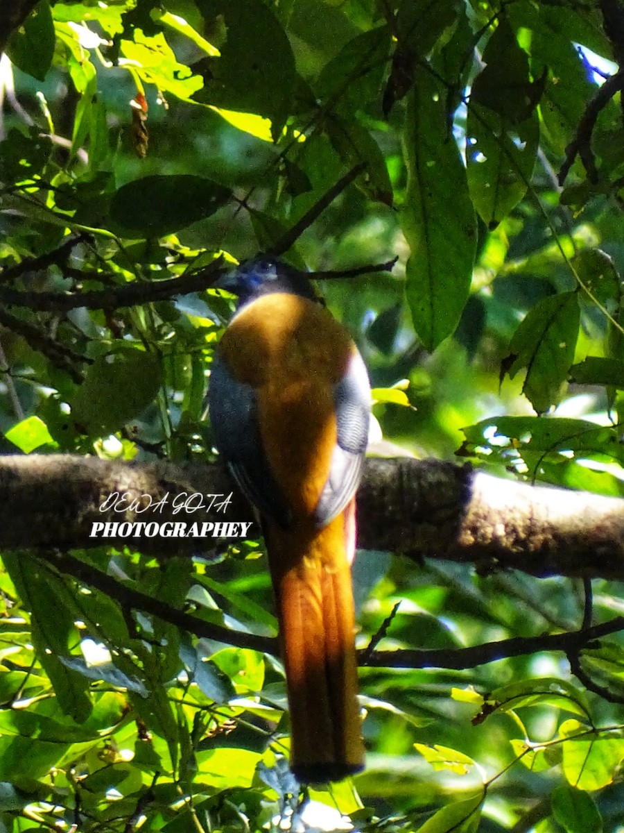 Malabar Trogon - ML645701470