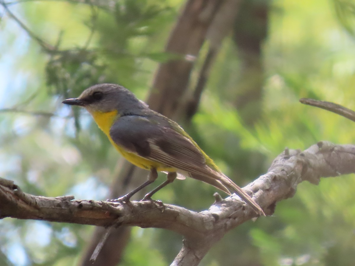 ヒガシキバラヒタキ - ML645701471