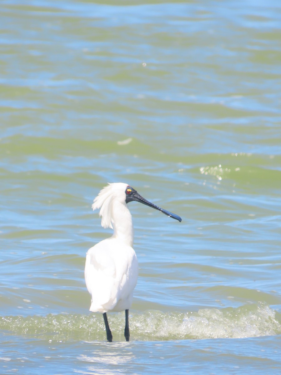 オーストラリアヘラサギ - ML645701472