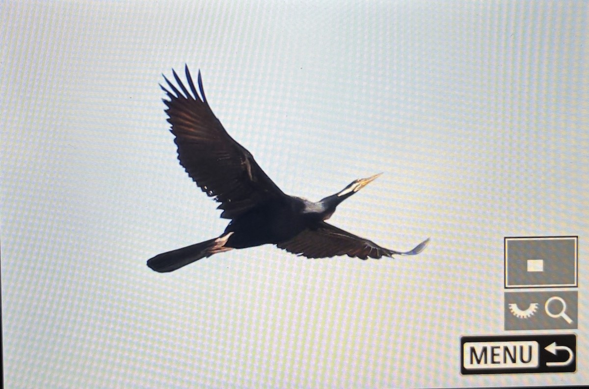 オーストラリアヘビウ - ML645701473