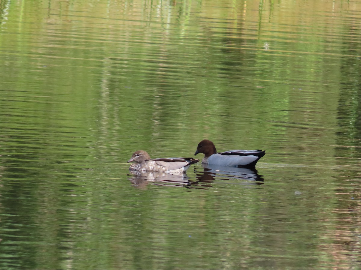 タテガミガン - ML645701474