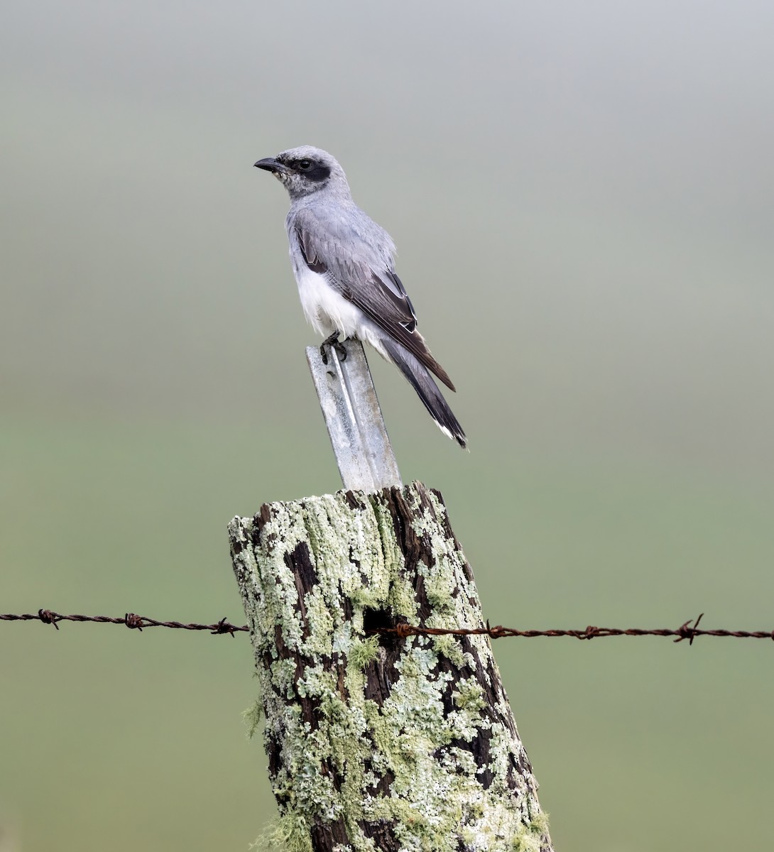 オーストラリアオニサンショウクイ - ML645701476