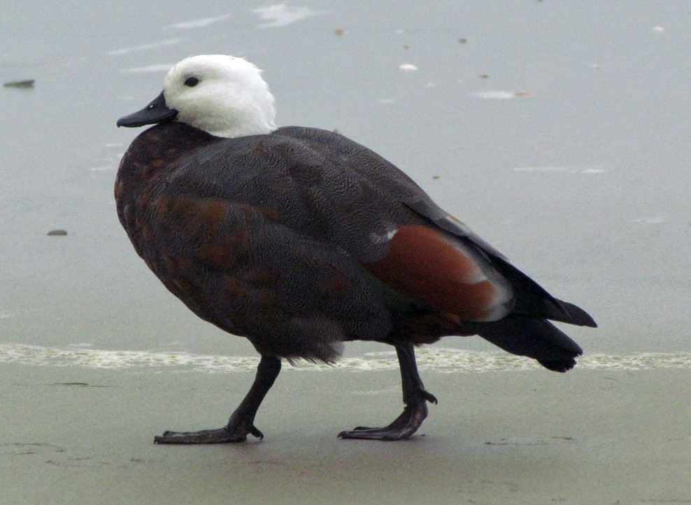 クロアカツクシガモ - ML645701477