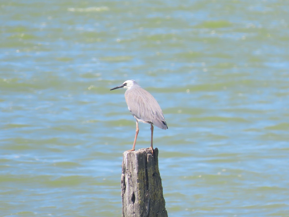 カオジロサギ - ML645701478