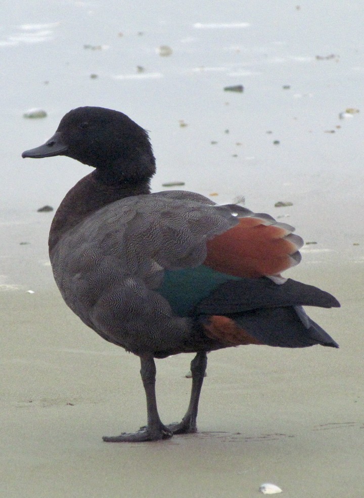 クロアカツクシガモ - ML645701479