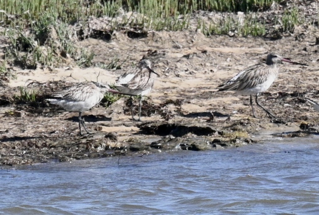 オオソリハシシギ - ML645701482