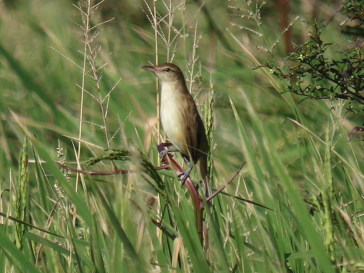 オオヨシキリ - ML645701489