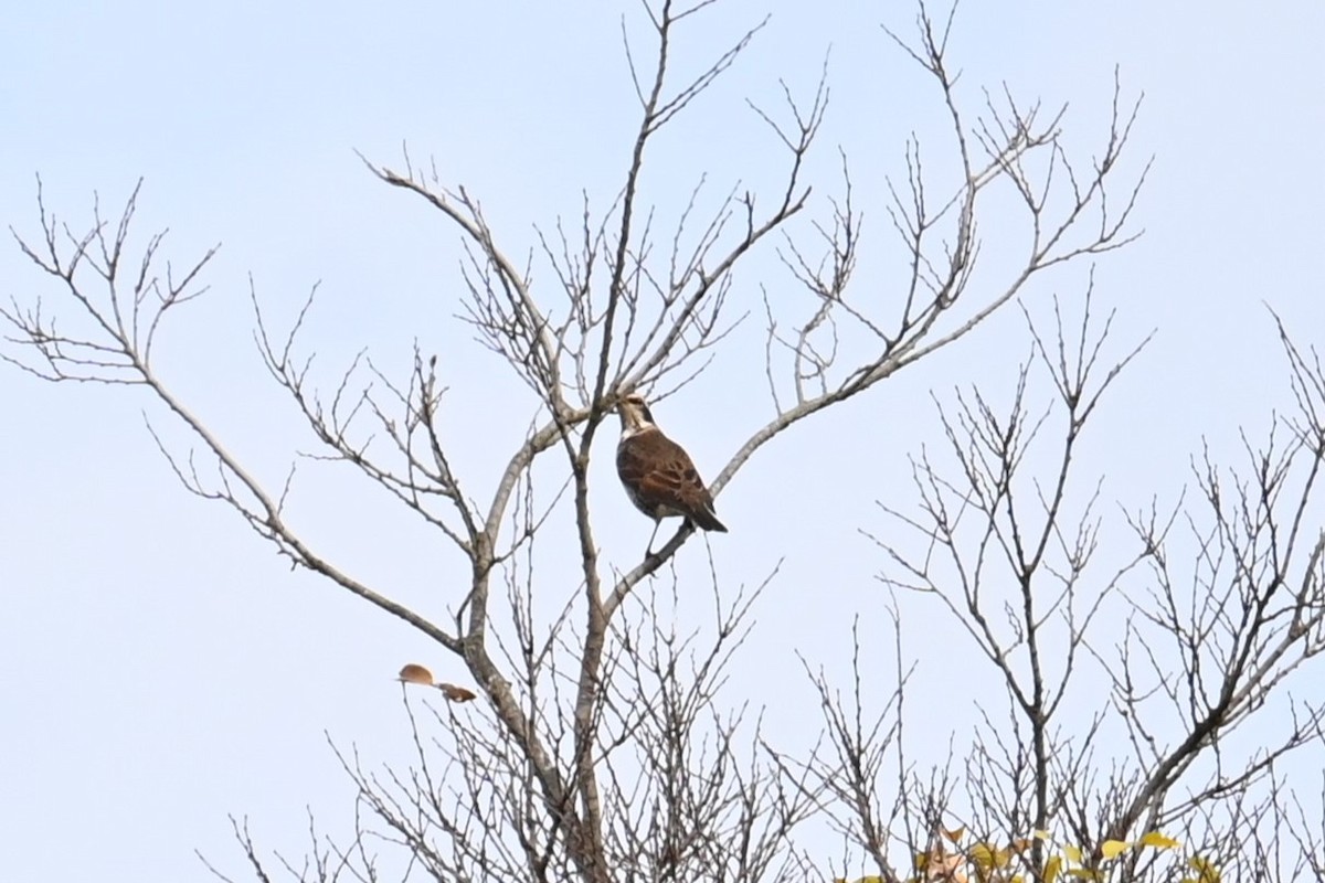 ツグミ - ML645701493