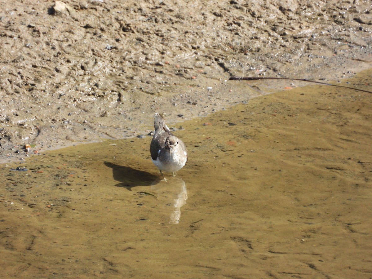 イソシギ - ML645701494