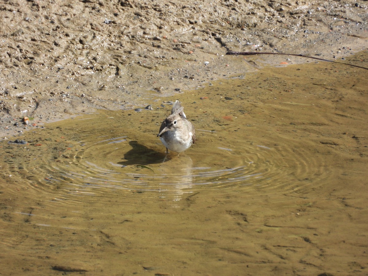 イソシギ - ML645701495