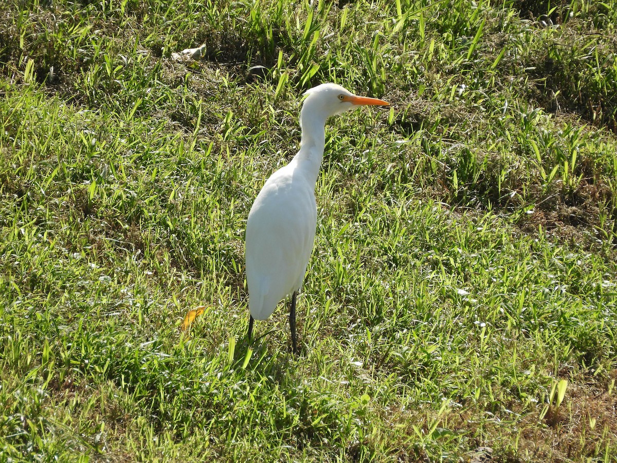 アマサギ - ML645701497