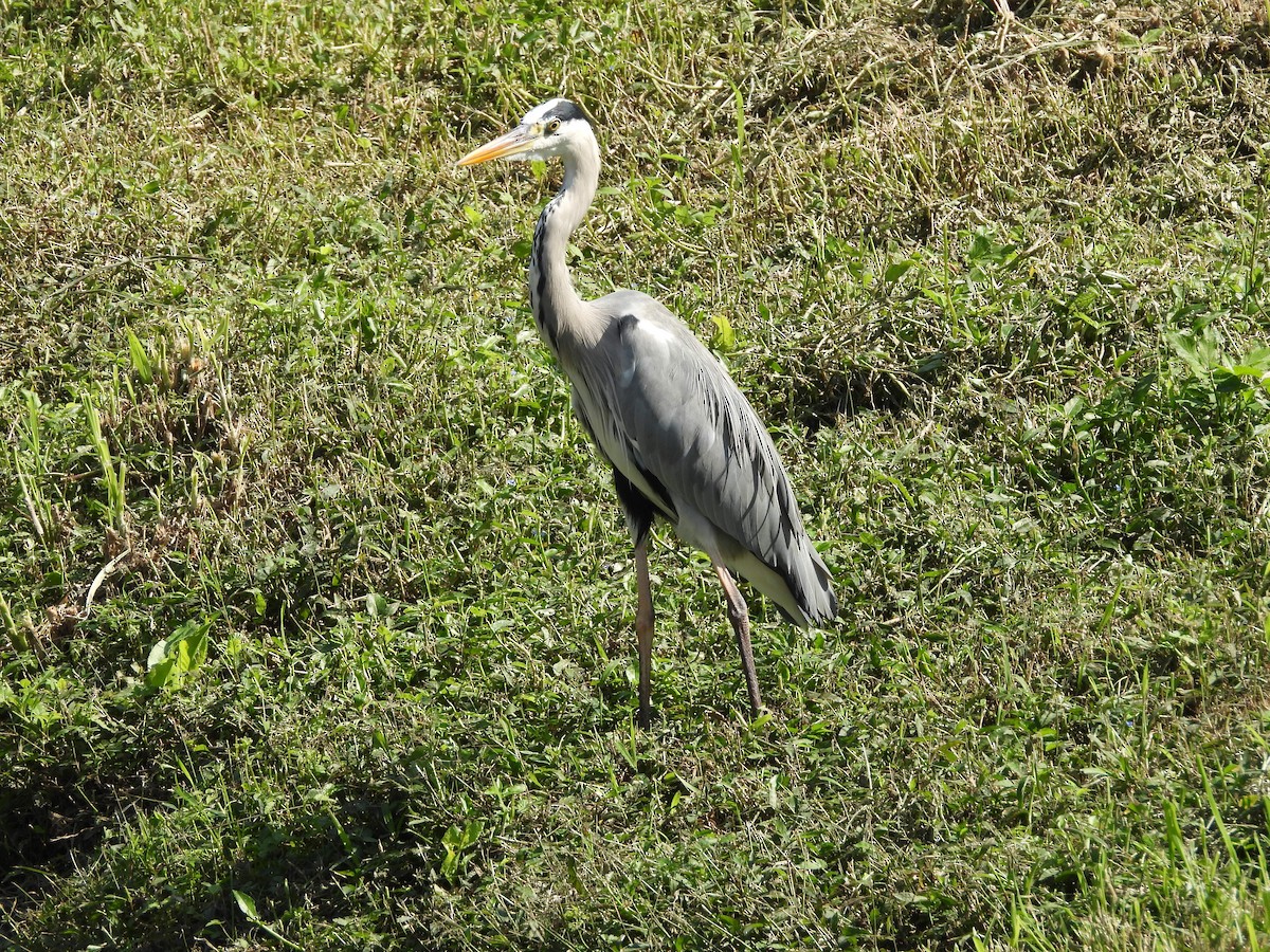 アオサギ - ML645701498