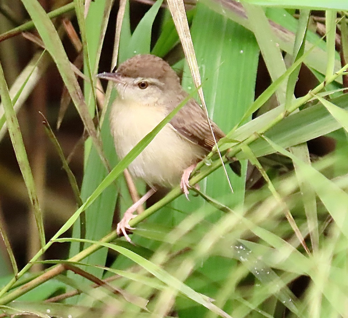 Plain Prinia - ML645701506