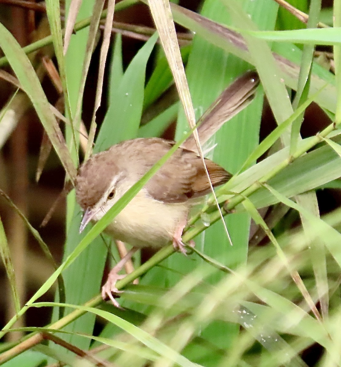Plain Prinia - ML645701508