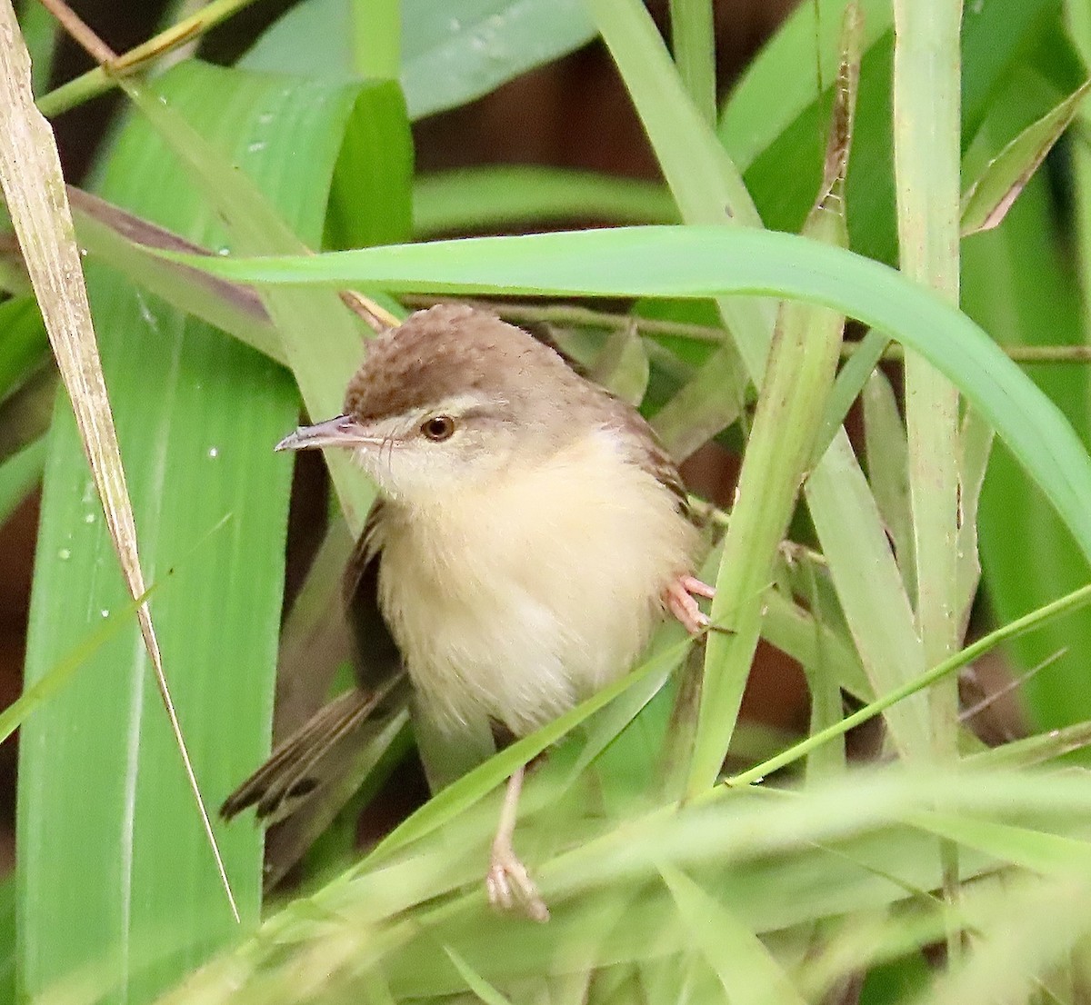 Plain Prinia - ML645701509