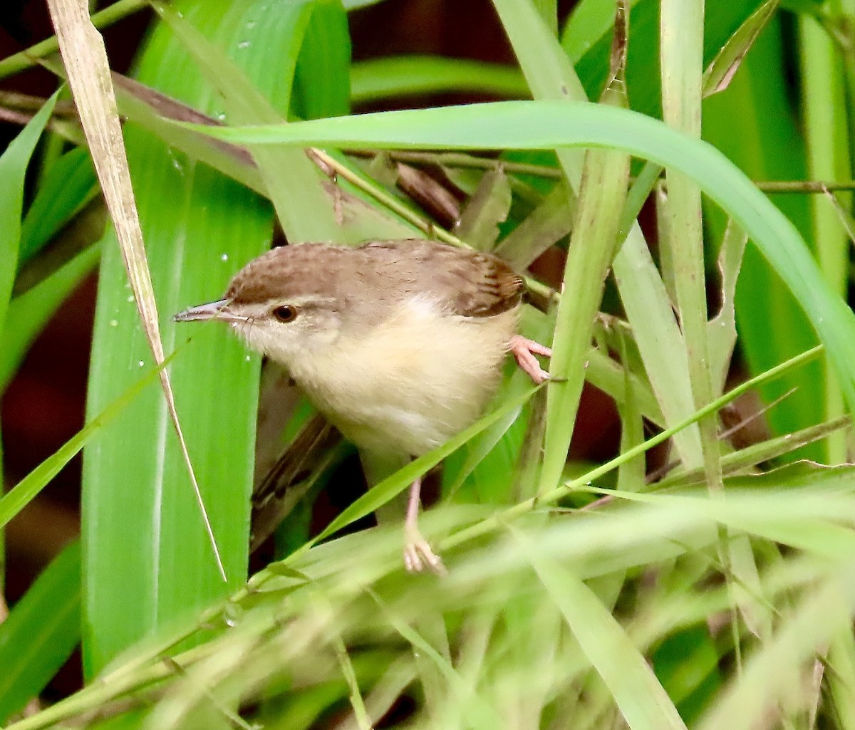 Plain Prinia - ML645701510