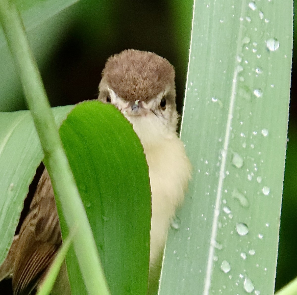 Plain Prinia - ML645701511