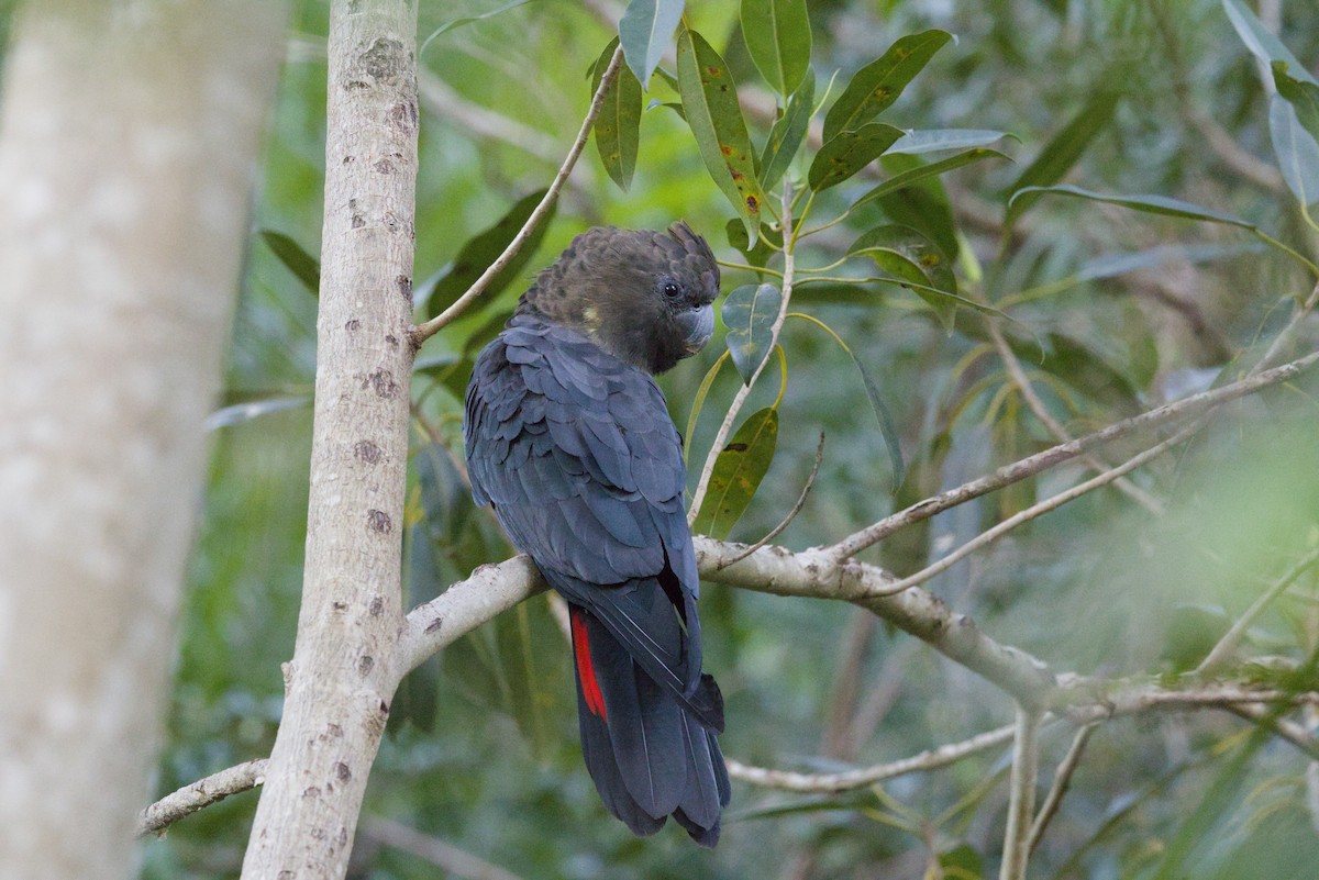 Glossy Black-Cockatoo - ML645701516