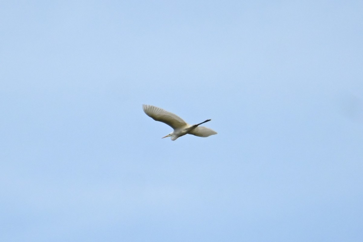 egretthegre - ML645701517