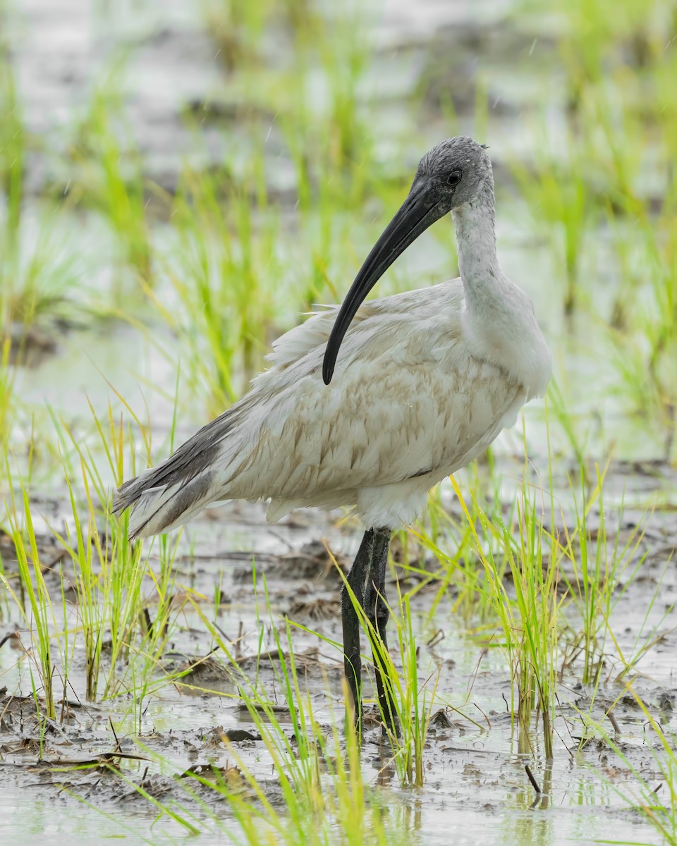 Black-headed Ibis - ML645701519