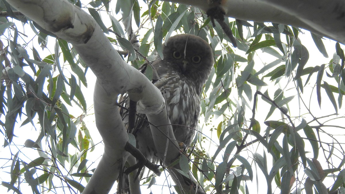Barking Owl - ML645701524