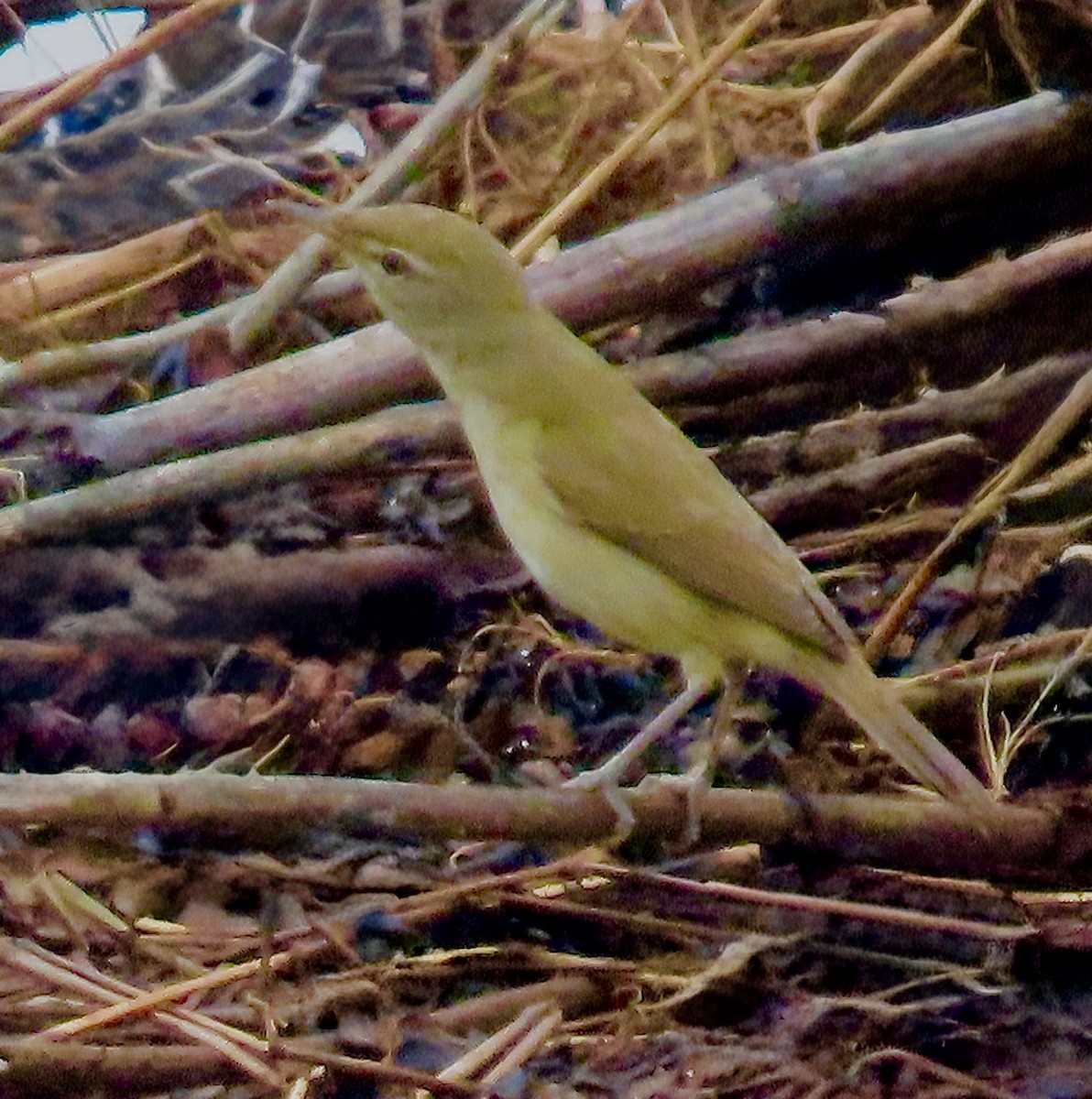 Cannaiola di Blyth - ML645701525