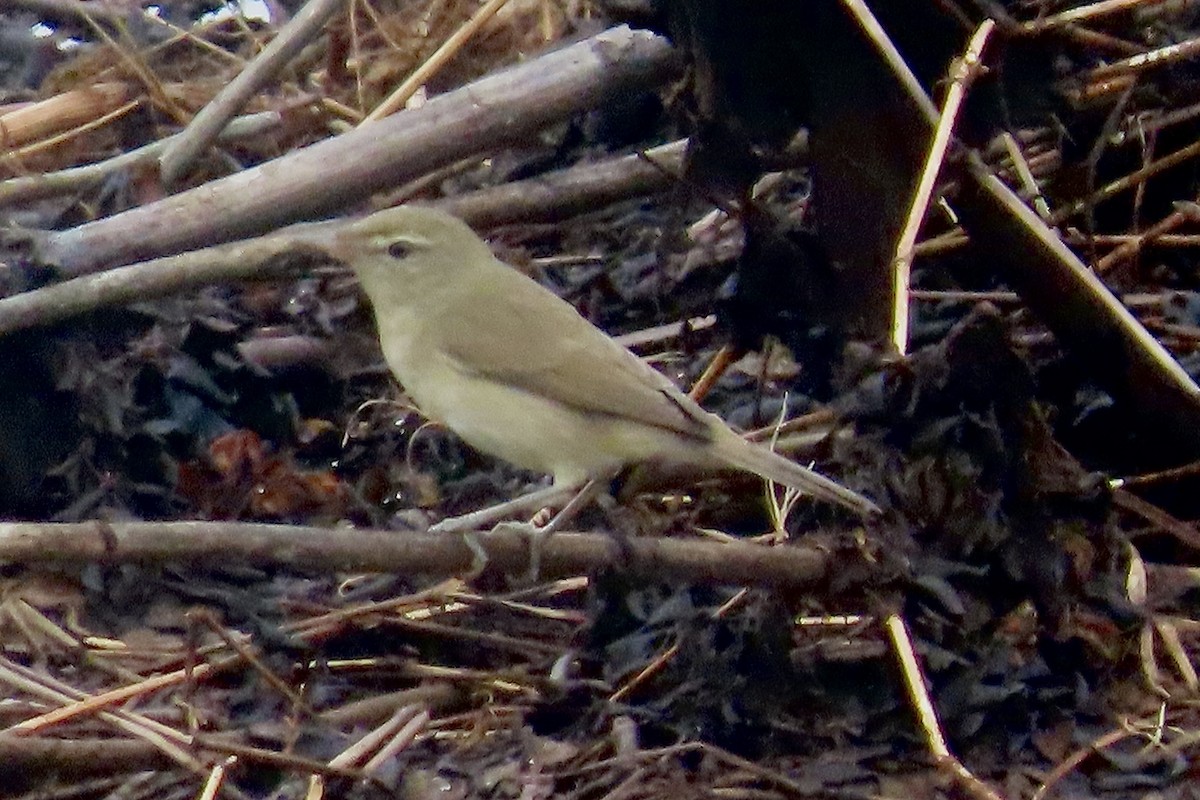 Cannaiola di Blyth - ML645701526