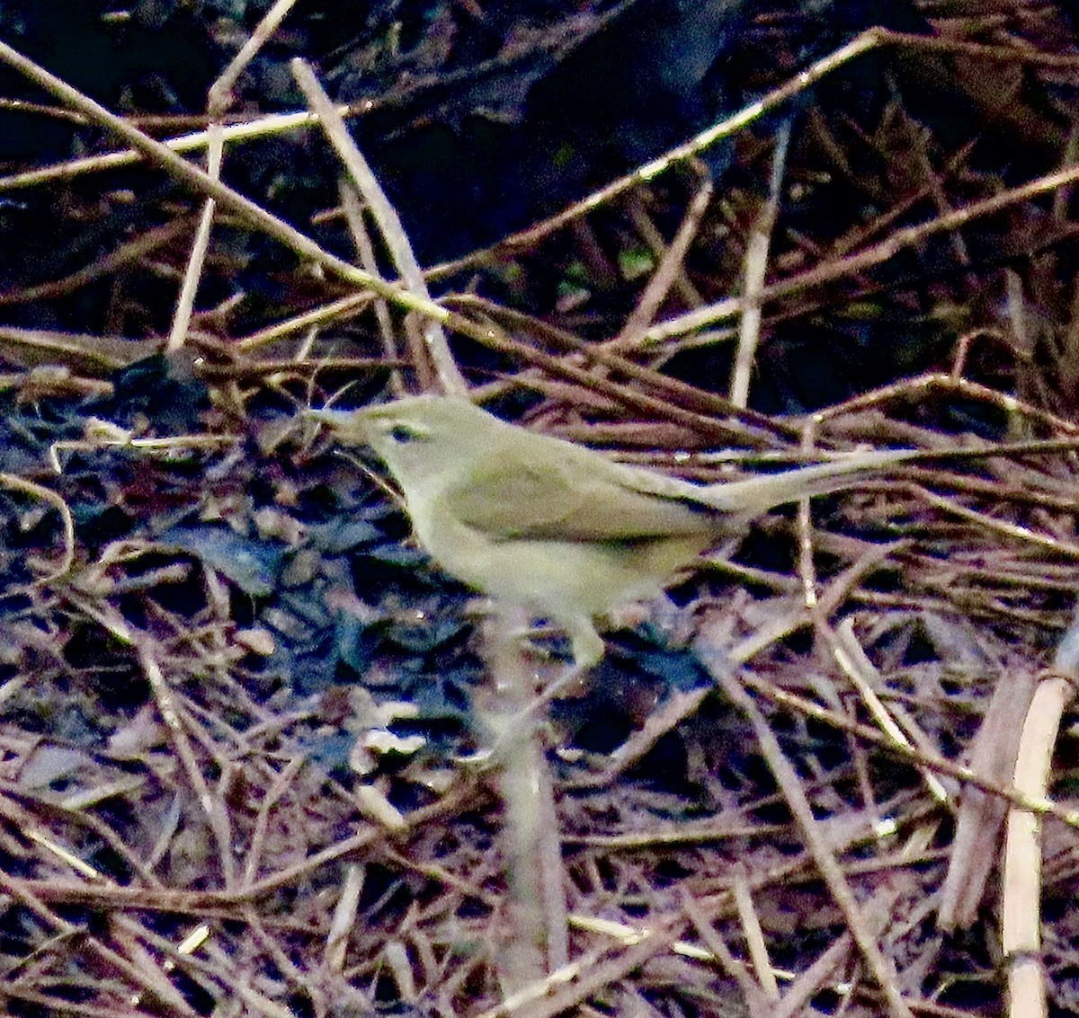 Cannaiola di Blyth - ML645701527