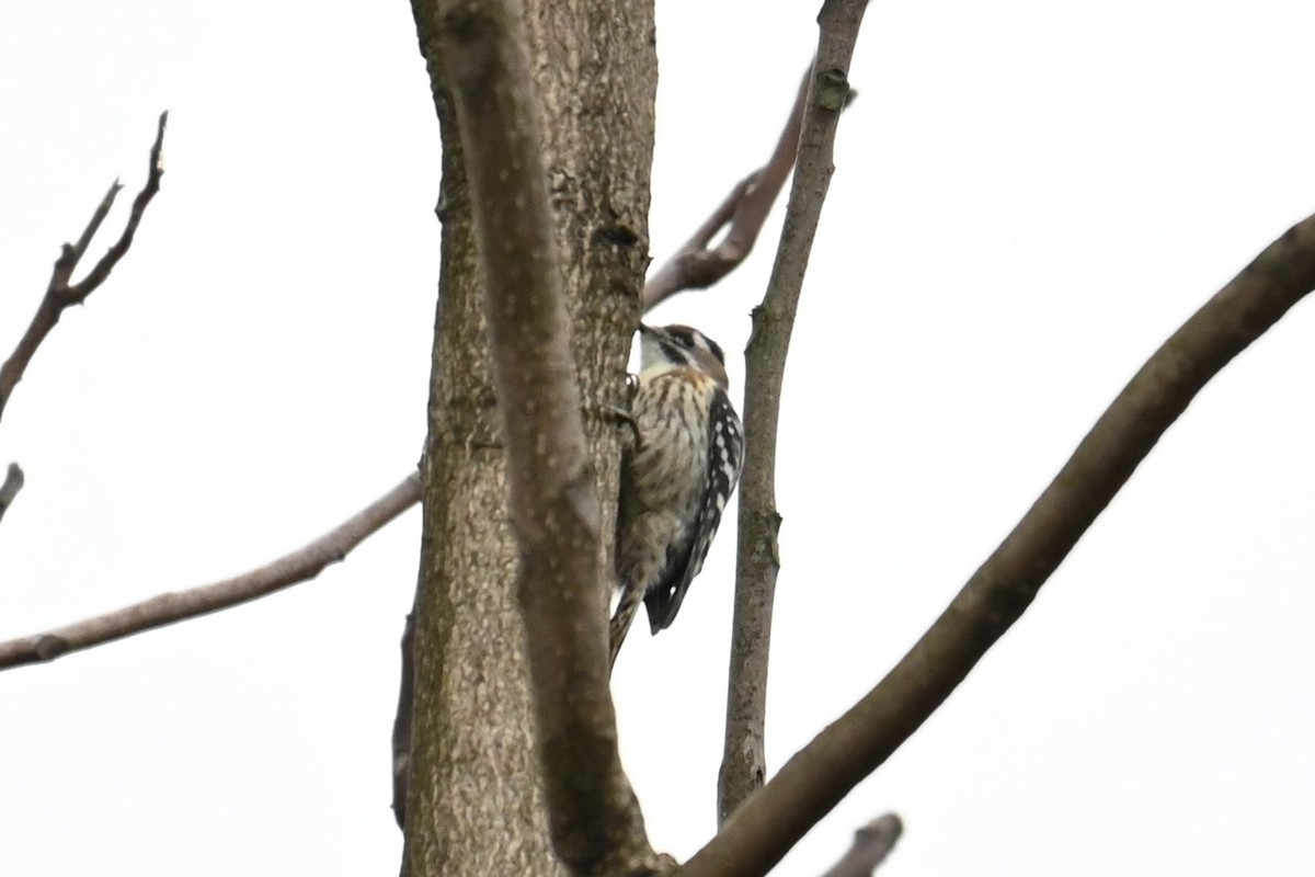 knøttspett - ML645701530