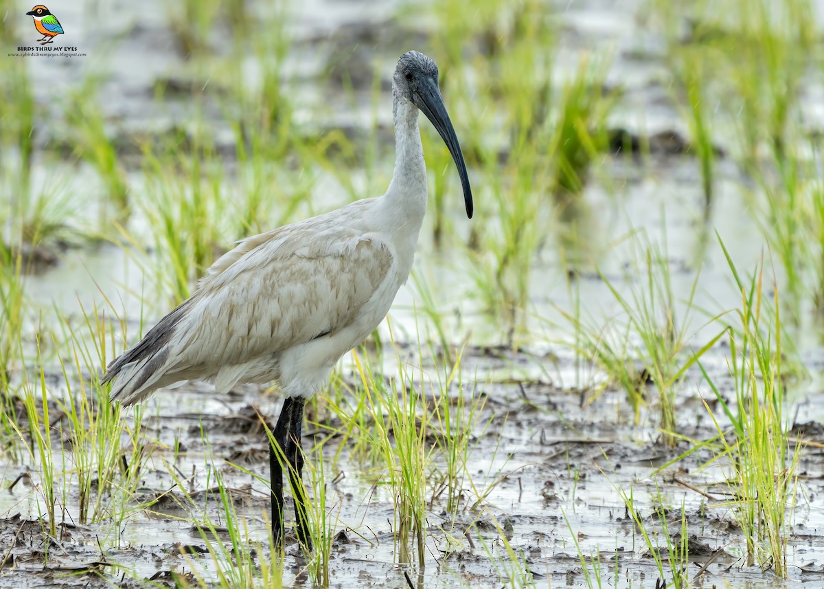 Black-headed Ibis - ML645701533