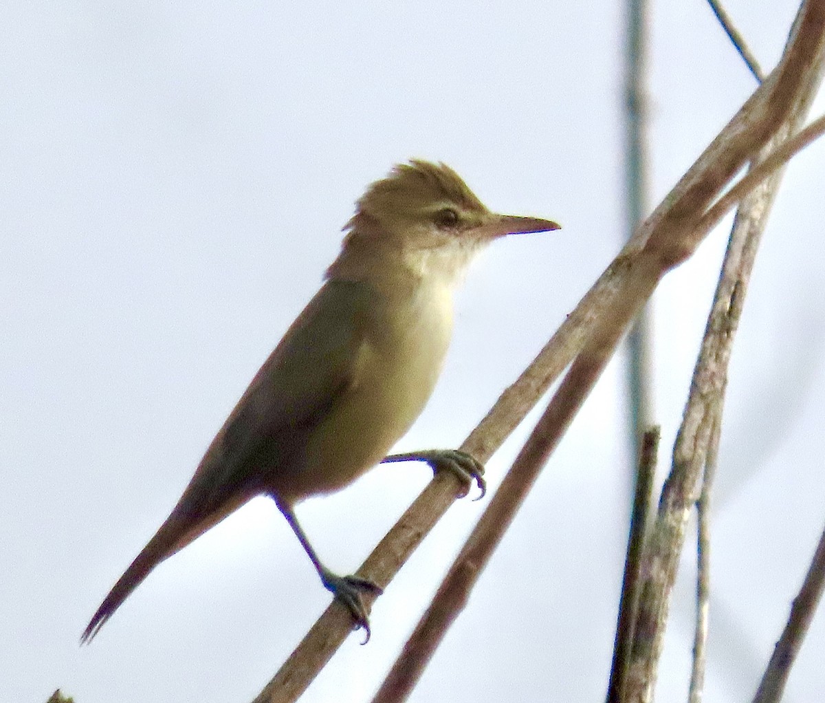 Lezkari zalapartaria - ML645701534