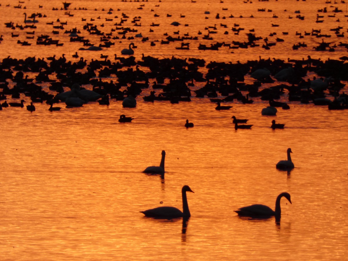 sangsvane - ML645701535