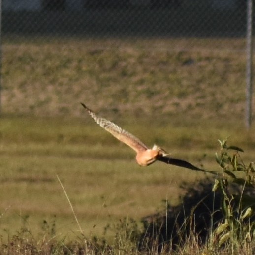 Northern Harrier - ML645701552