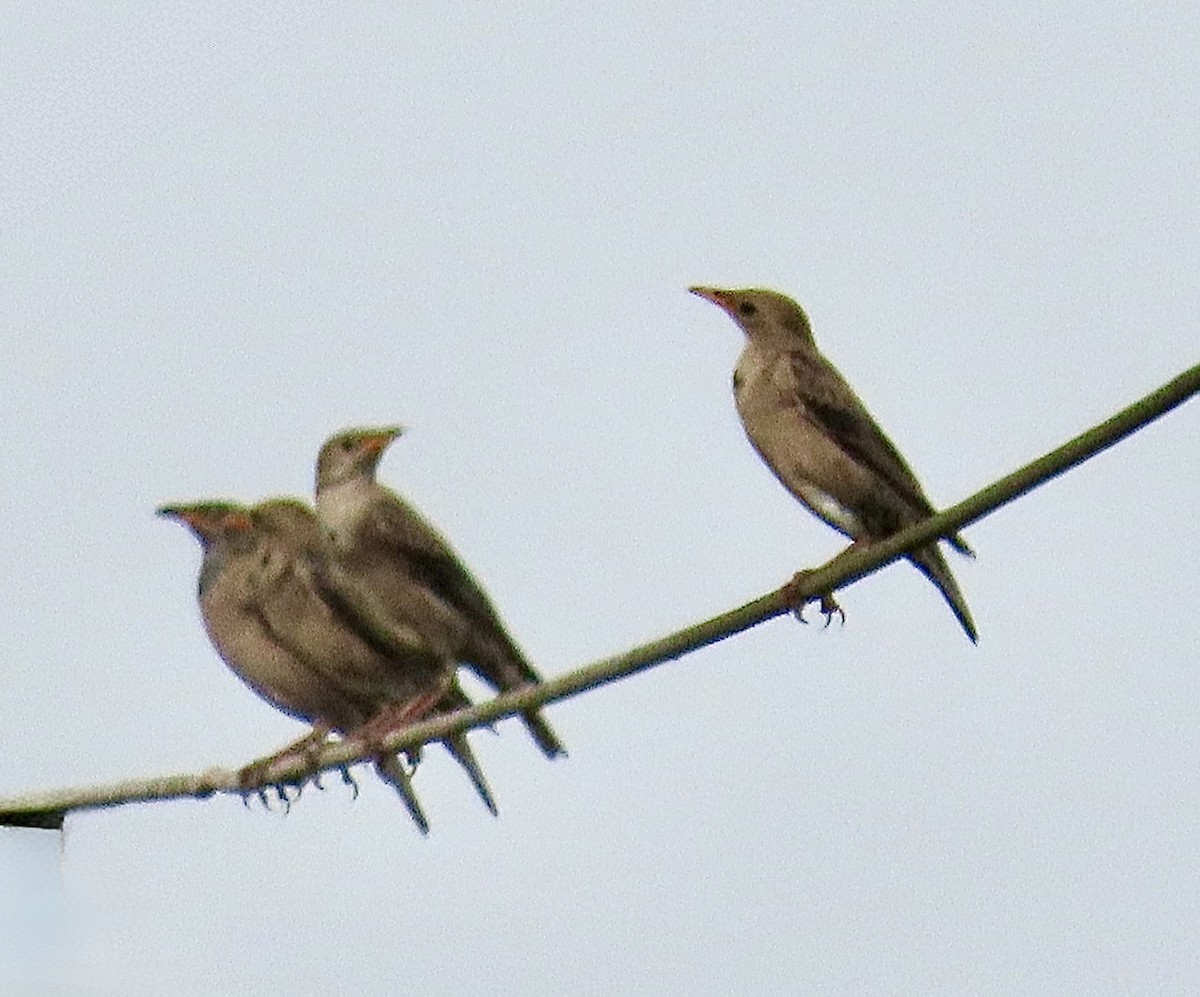 Rosy Starling - ML645701556