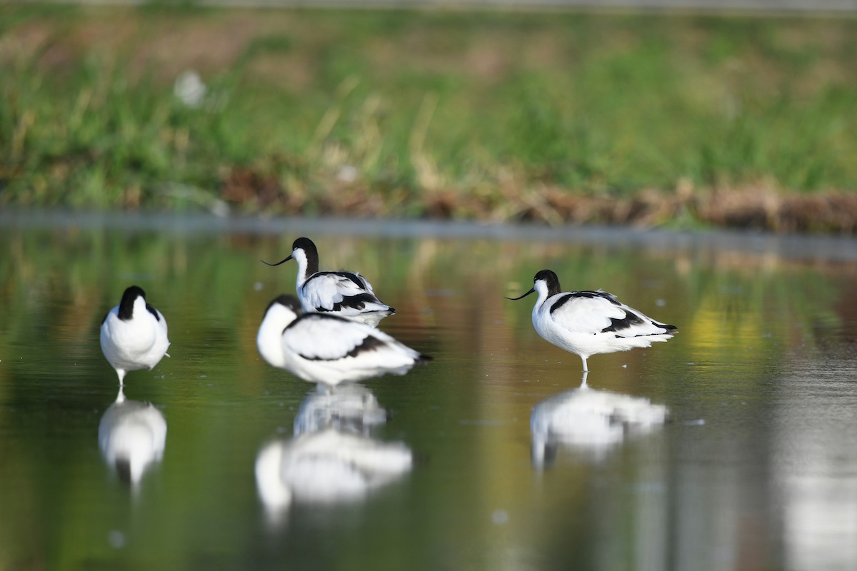 Pied Avocet - ML645701557