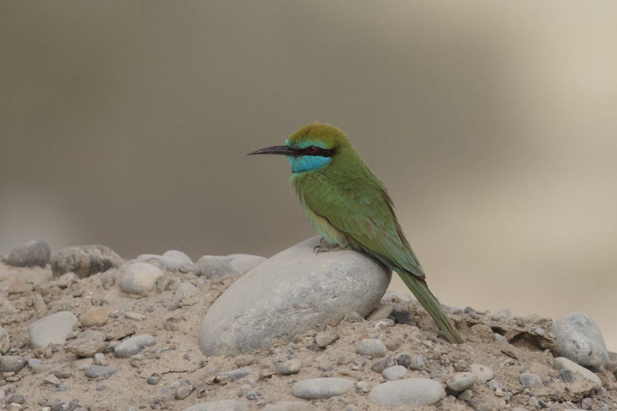 Arabian Green Bee-eater - ML645701561