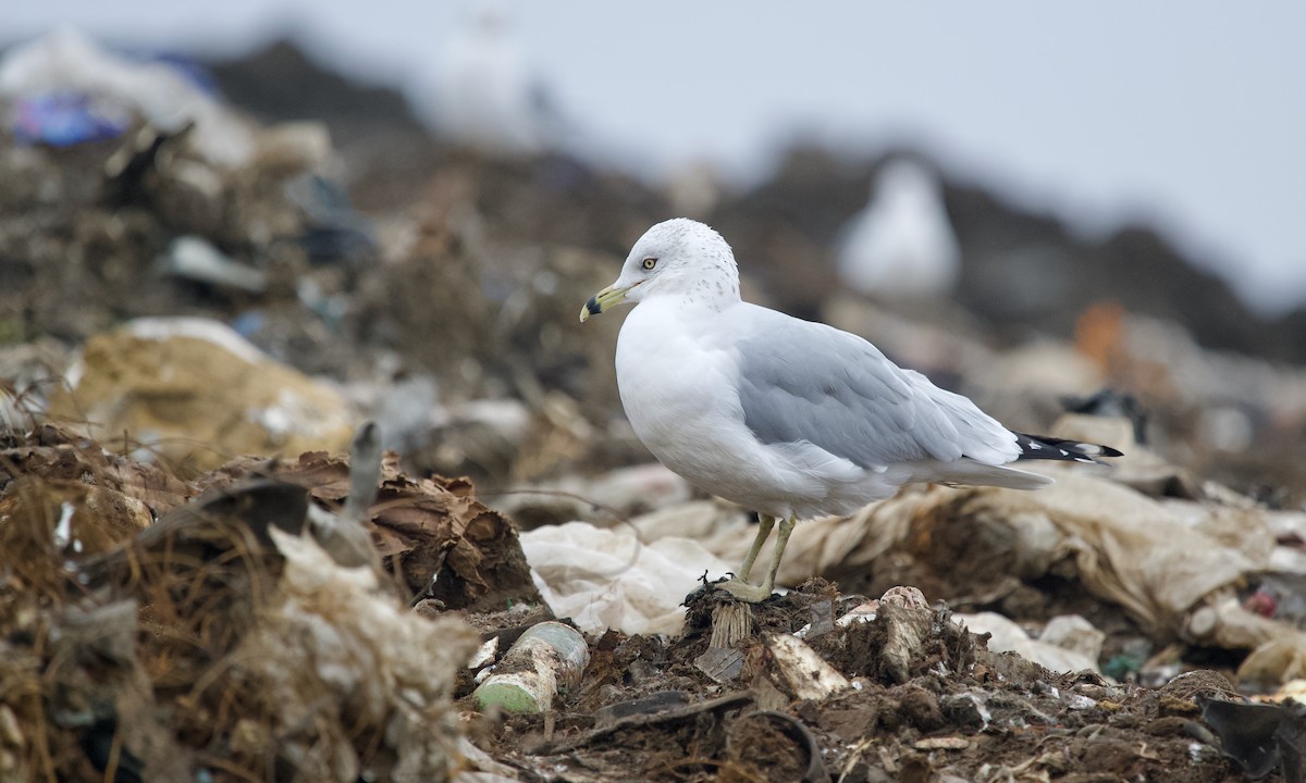 Ring-billed Gull - ML645701573