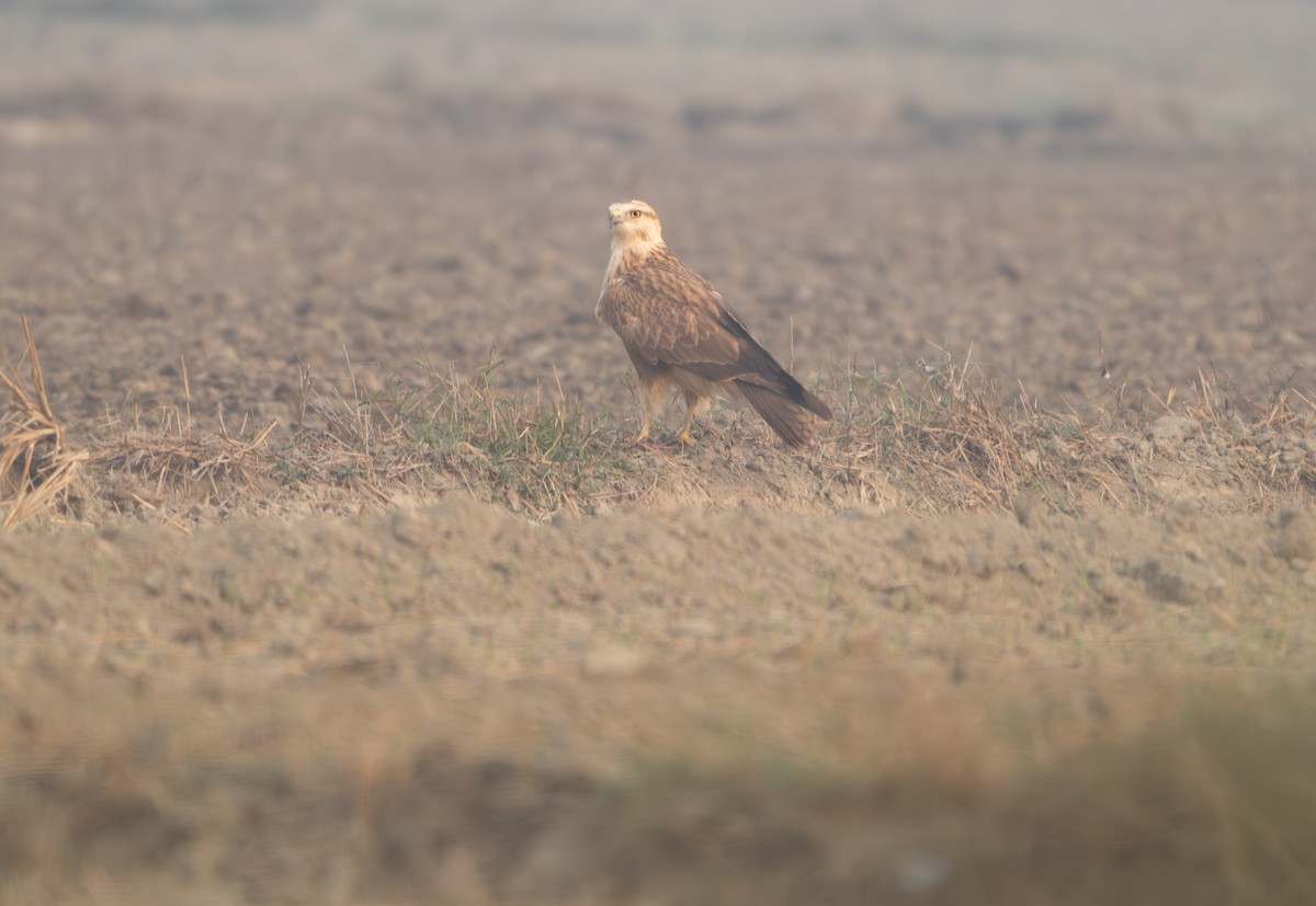 ニシオオノスリ - ML645701576